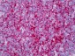 CR2 / CD21 Antibody (clone Bu32)